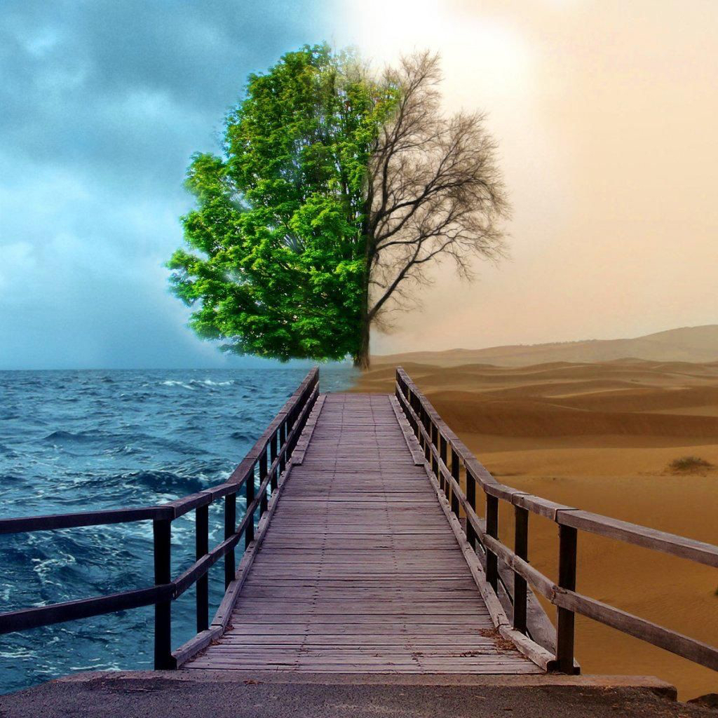 I found a tree in the desert