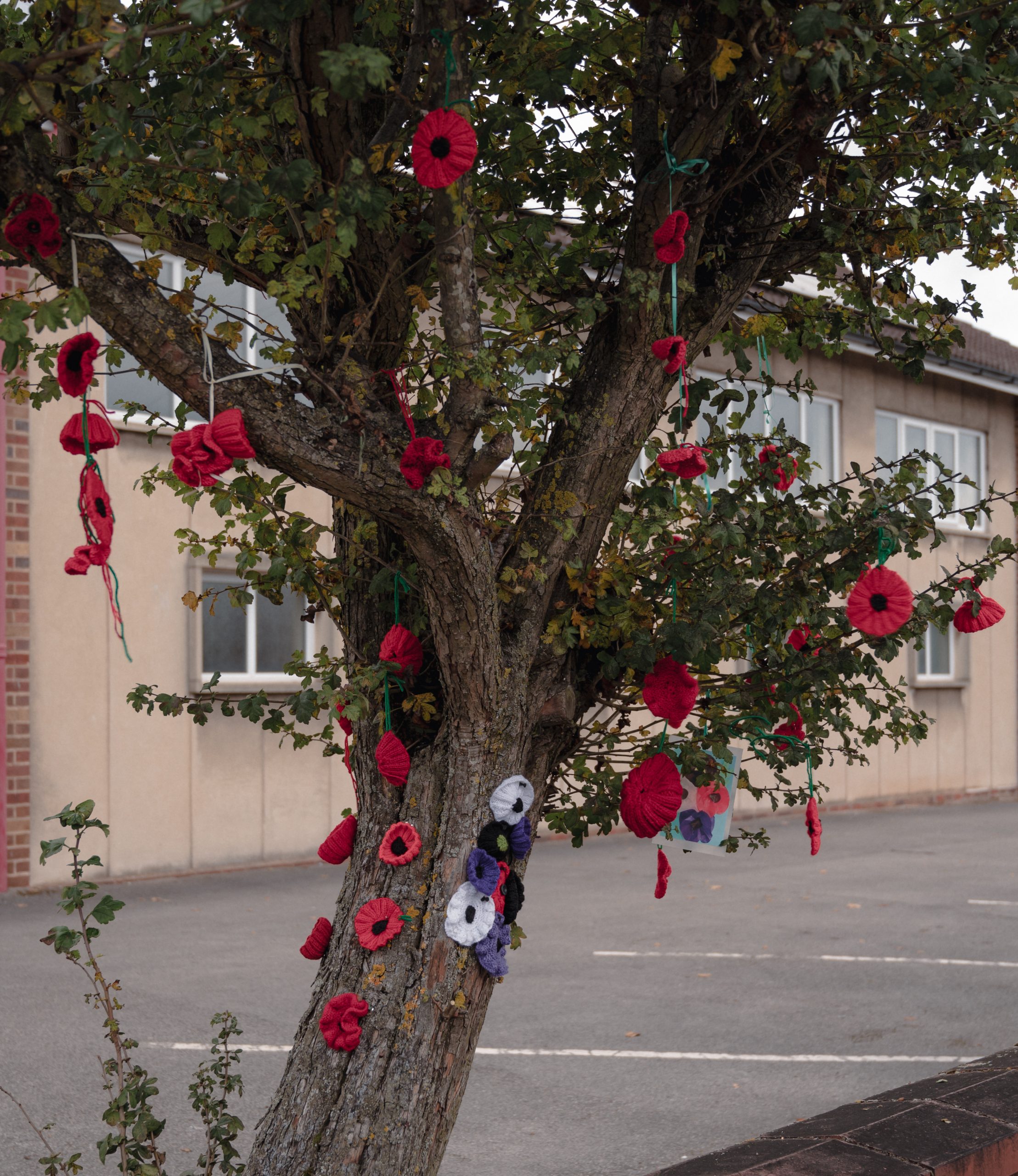 Remembrance Day Poppies at Church