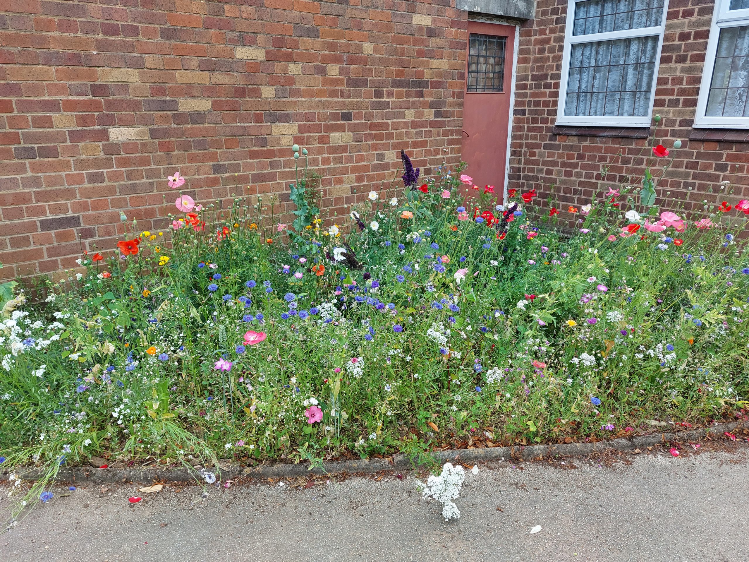 Our eco-friendly planting is looking good